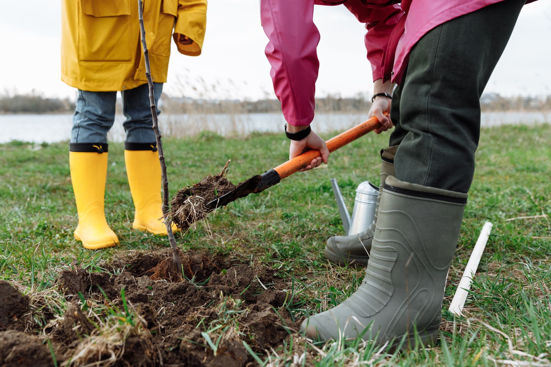 Plantation d'un arbre